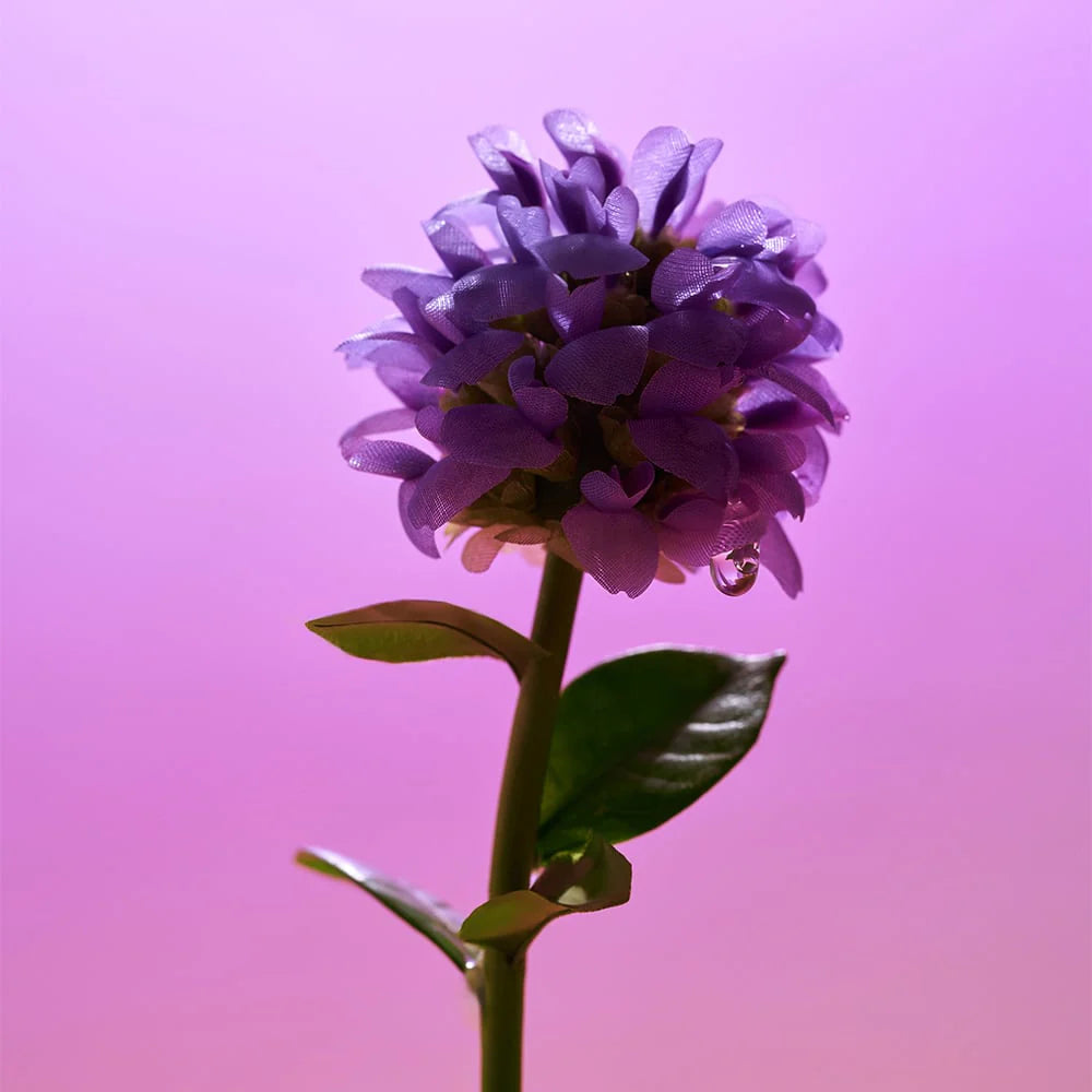 EQQUALBERRY Bakuchiol Plumping Serum ingredients