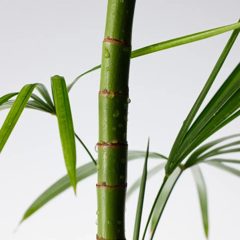 Purito Mighty Bamboo Panthenol Cleanser for gentle cleansing