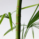 Purito Mighty Bamboo Panthenol Cleanser for gentle cleansing